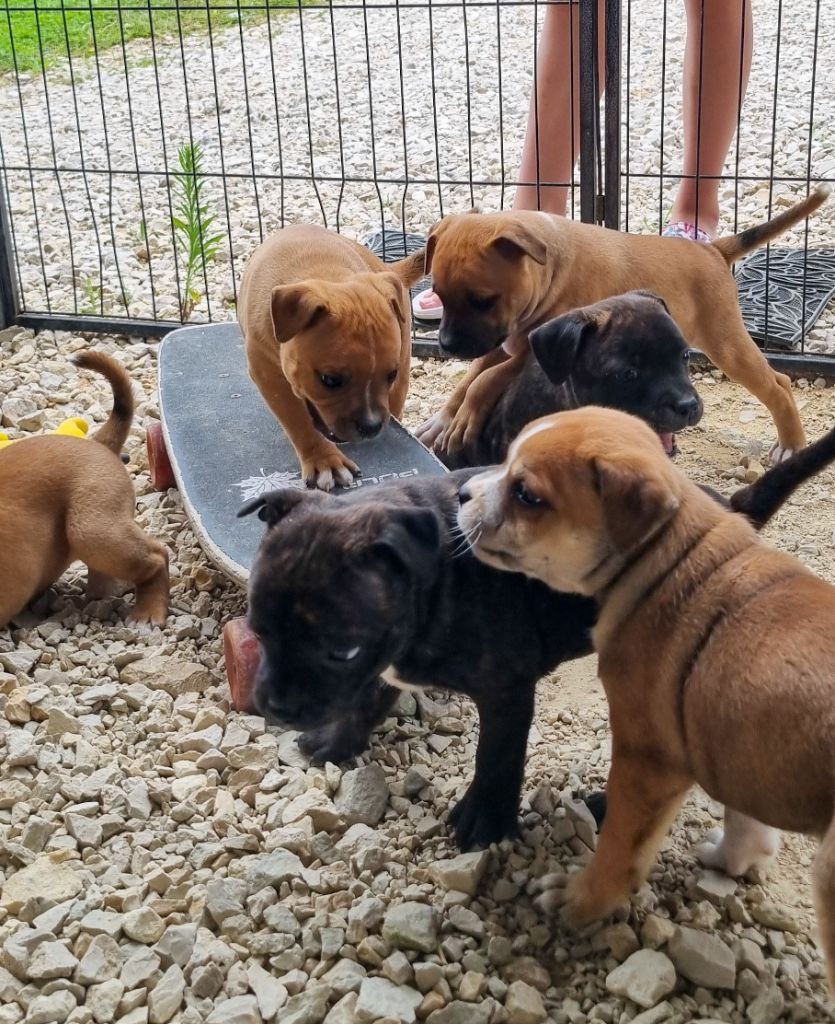 chiot Staffordshire Bull Terrier Of Hurricane Stafford