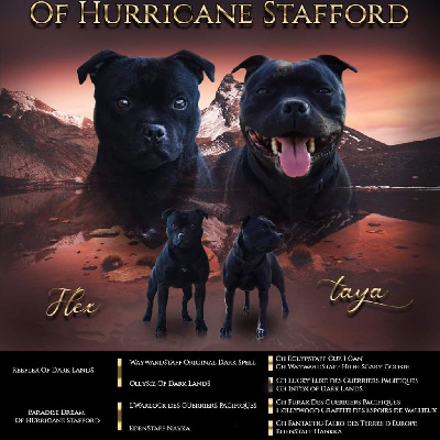 Of Hurricane Stafford - Staffordshire Bull Terrier - Portée née le 13/05/2022