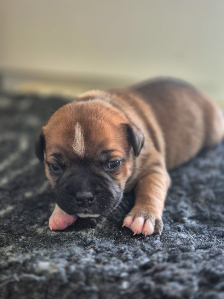Of Hurricane Stafford - Chiots disponibles - Staffordshire Bull Terrier