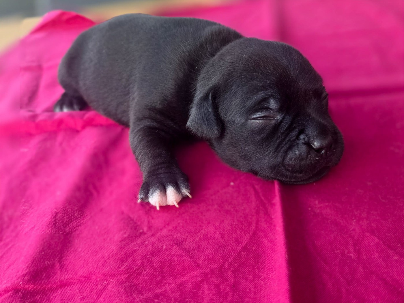 Of Hurricane Stafford - Chiots disponibles - Staffordshire Bull Terrier
