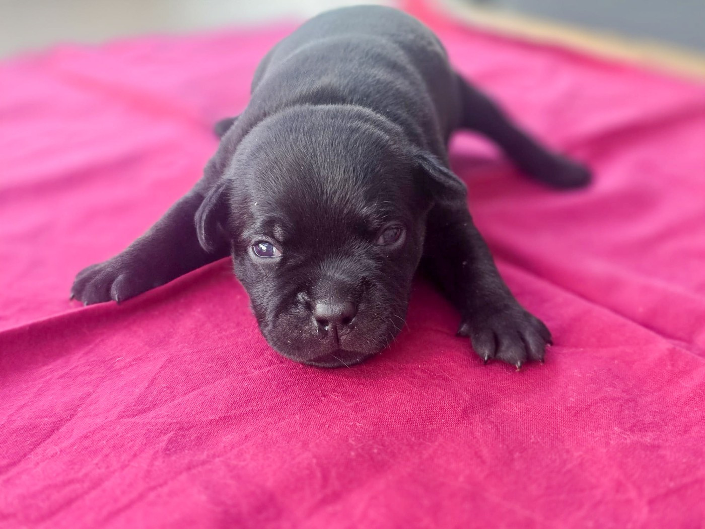 Of Hurricane Stafford - Chiots disponibles - Staffordshire Bull Terrier