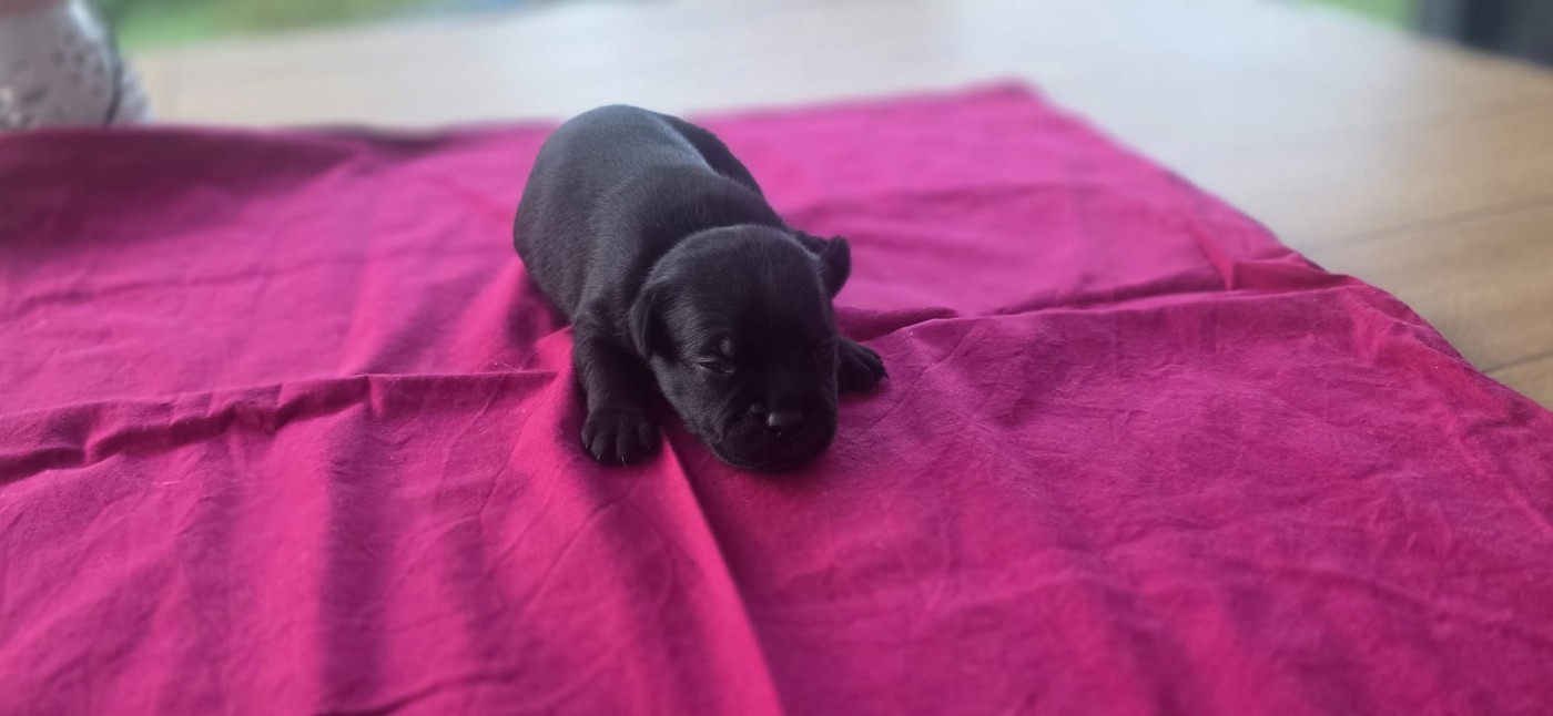 Of Hurricane Stafford - Chiots disponibles - Staffordshire Bull Terrier