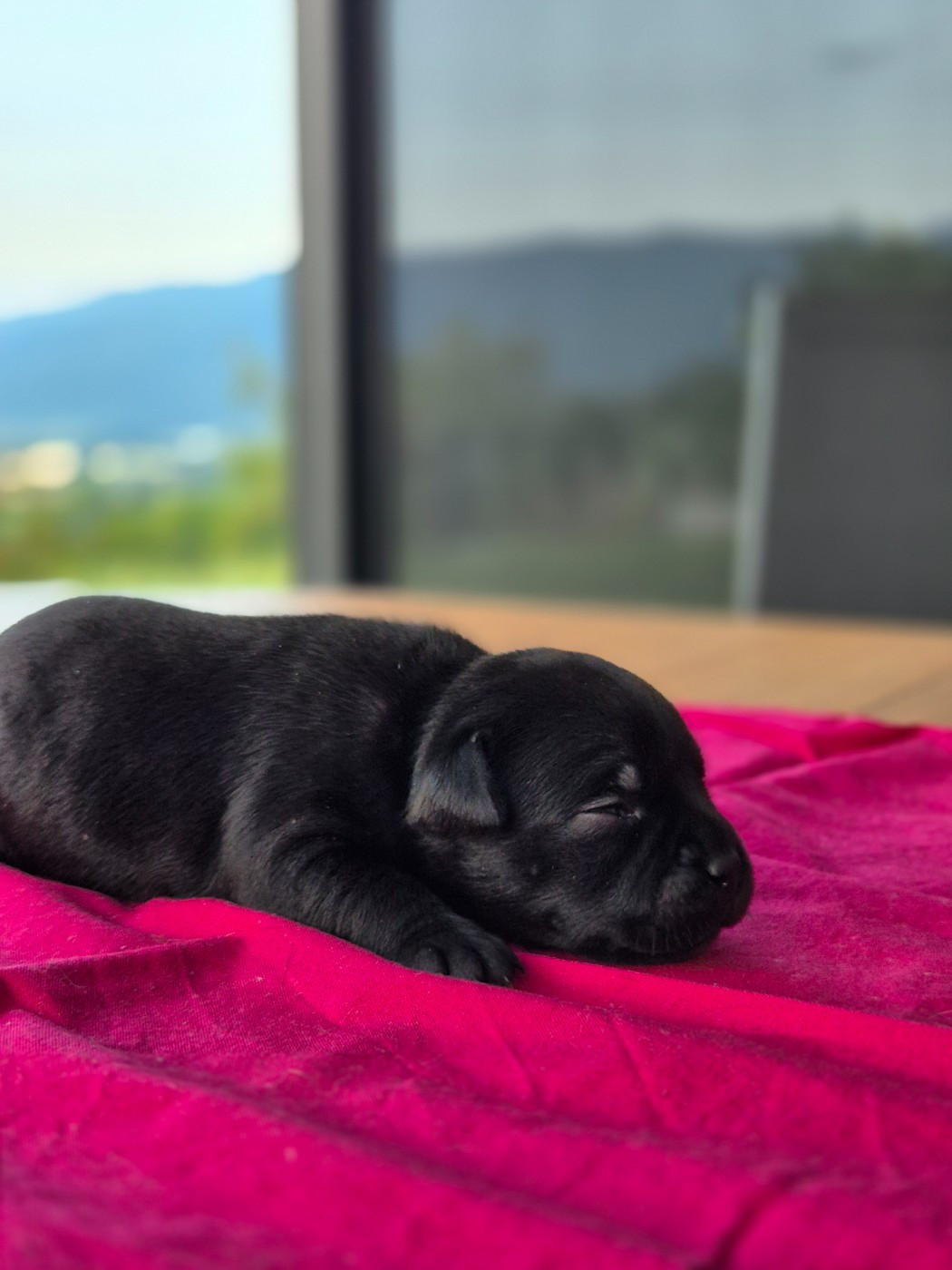 Of Hurricane Stafford - Chiots disponibles - Staffordshire Bull Terrier