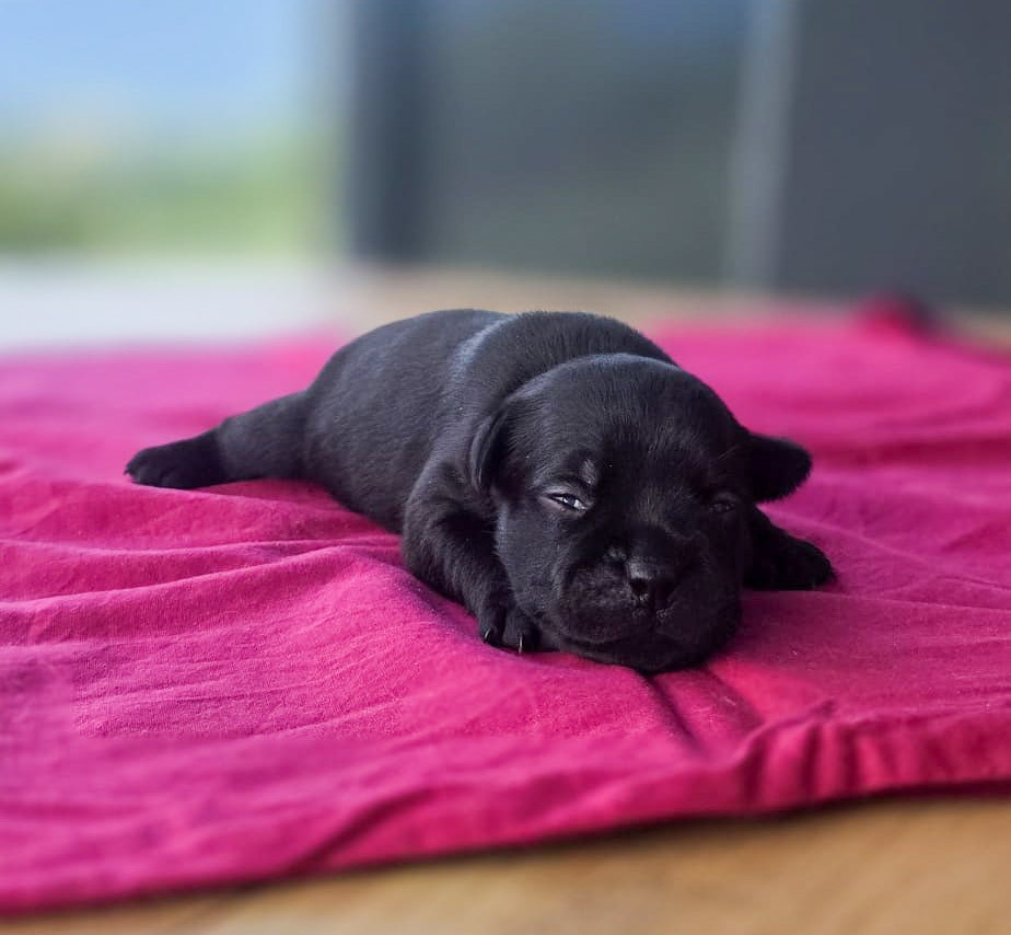 Of Hurricane Stafford - Chiots disponibles - Staffordshire Bull Terrier