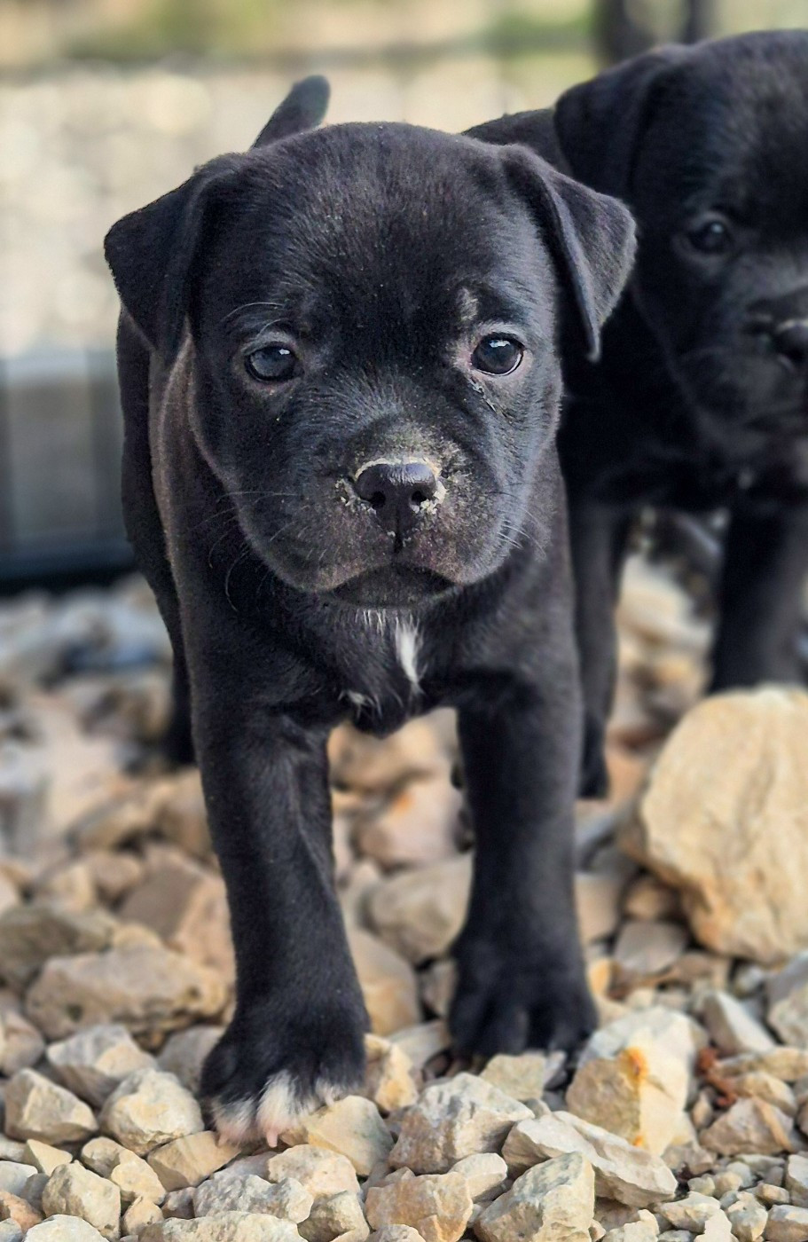 Of Hurricane Stafford - Staffordshire Bull Terrier - Portée née le 17/06/2026