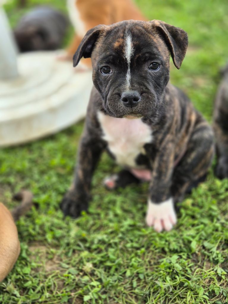 Of Hurricane Stafford - Chiots disponibles - Staffordshire Bull Terrier