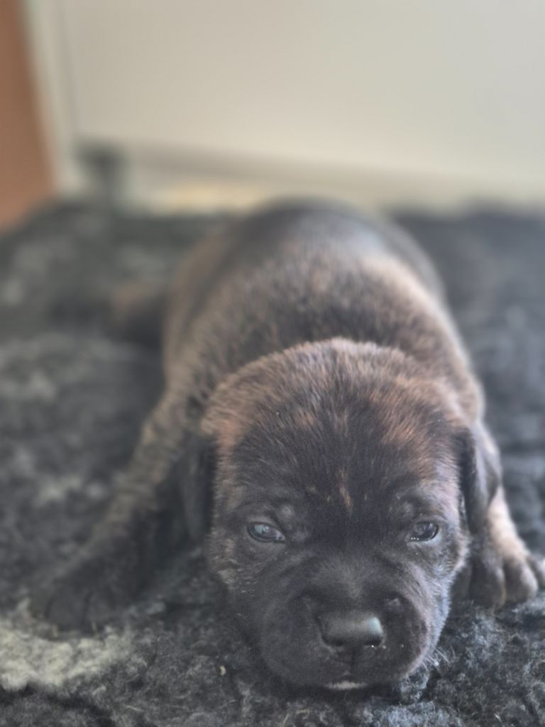 Of Hurricane Stafford - Chiots disponibles - Staffordshire Bull Terrier