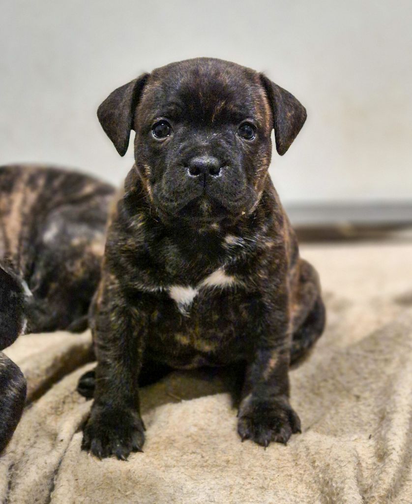 Of Hurricane Stafford - Chiots disponibles - Staffordshire Bull Terrier