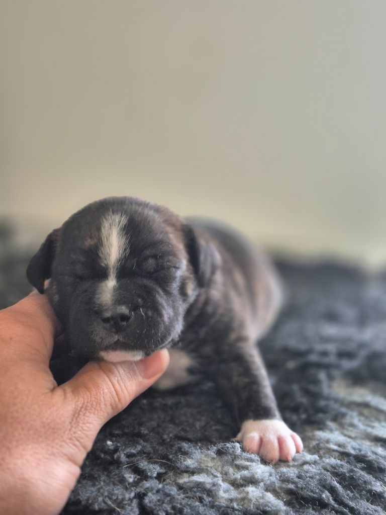 Of Hurricane Stafford - Chiots disponibles - Staffordshire Bull Terrier