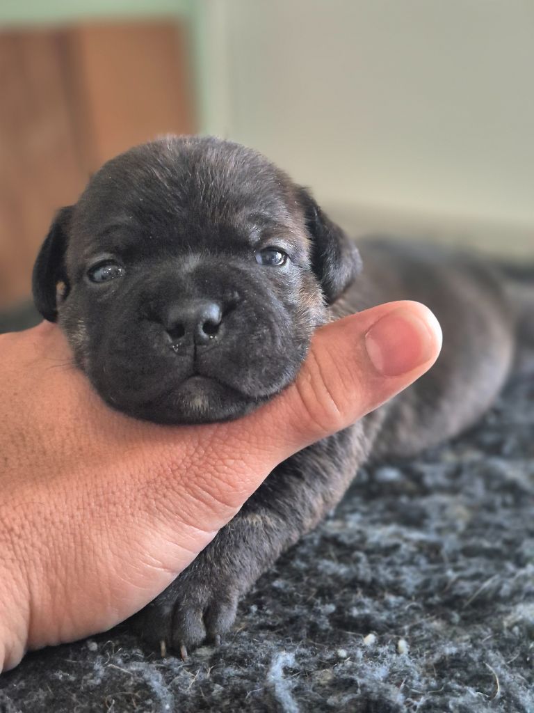 Of Hurricane Stafford - Chiots disponibles - Staffordshire Bull Terrier