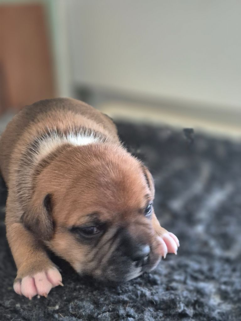 Of Hurricane Stafford - Chiots disponibles - Staffordshire Bull Terrier