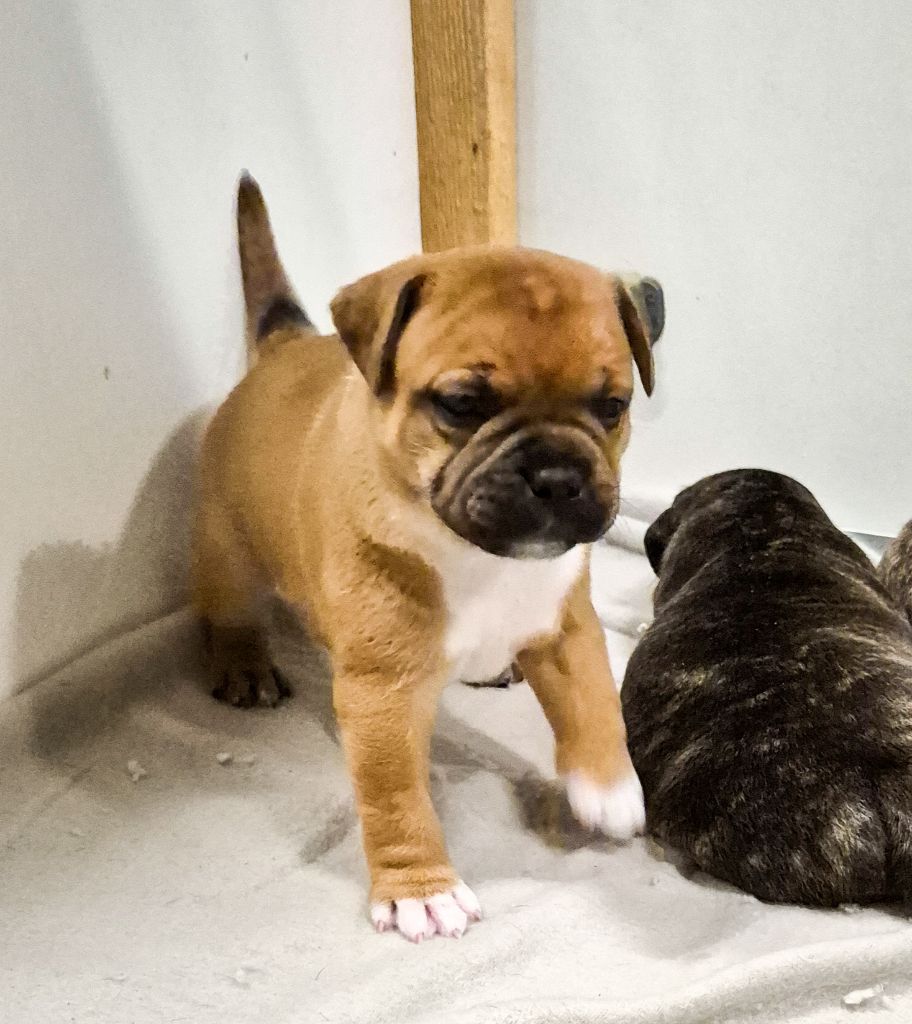 Of Hurricane Stafford - Chiots disponibles - Staffordshire Bull Terrier