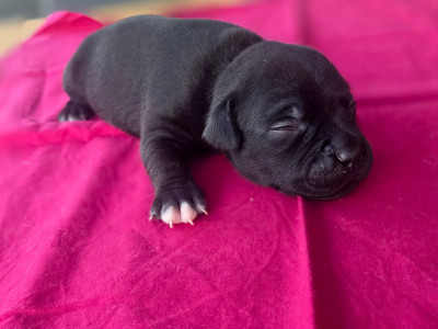 Chiot N°1