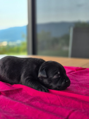 Chiot N°4