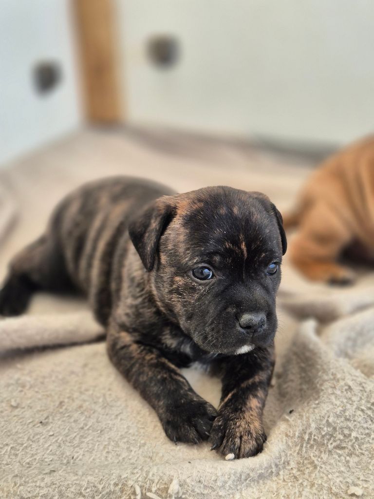 Of Hurricane Stafford - Chiots disponibles - Staffordshire Bull Terrier