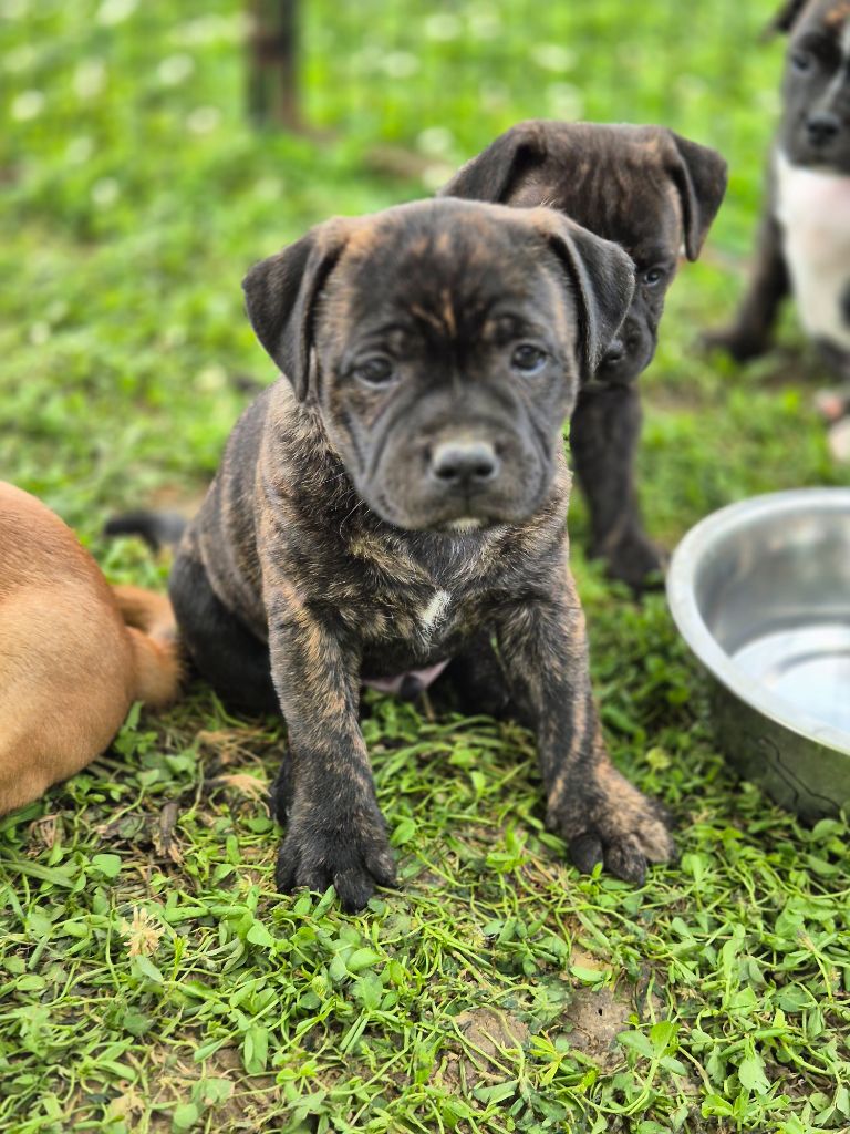 Of Hurricane Stafford - Chiots disponibles - Staffordshire Bull Terrier