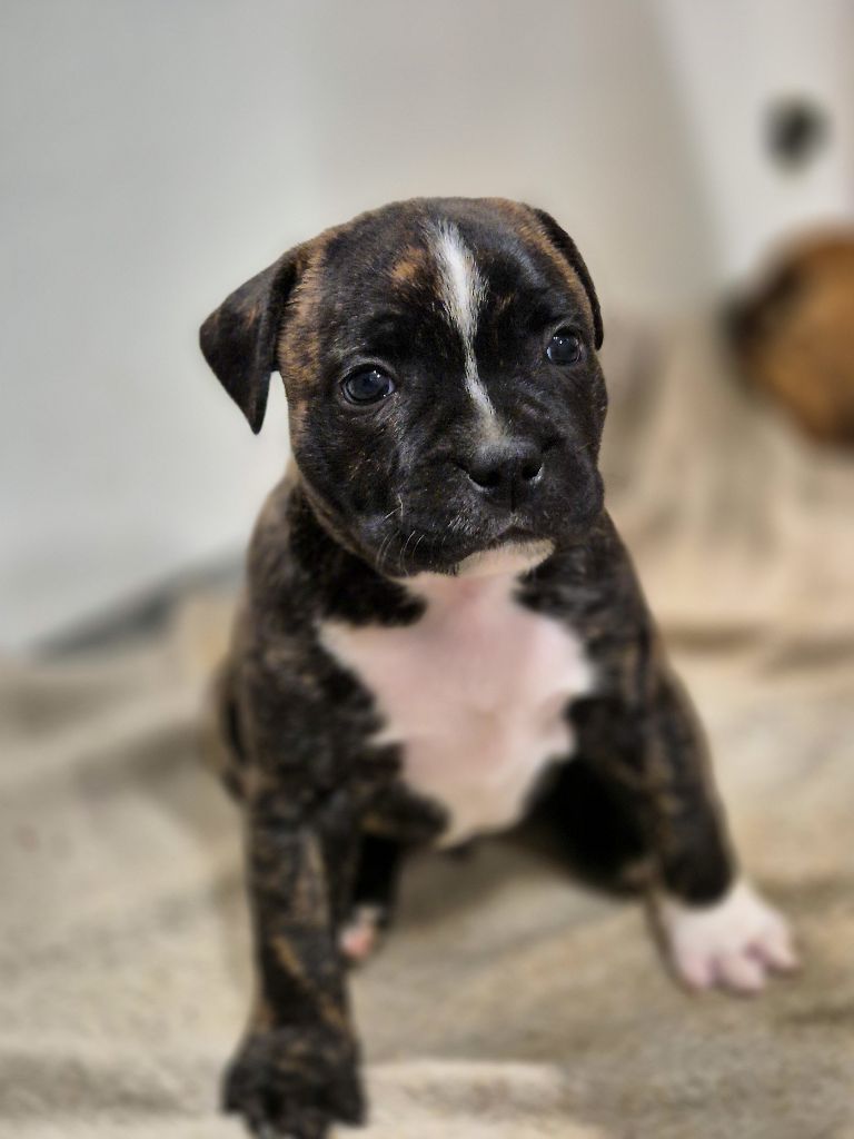 Of Hurricane Stafford - Chiots disponibles - Staffordshire Bull Terrier